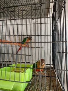 yellow saided conure