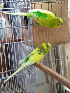 Budgie Pair