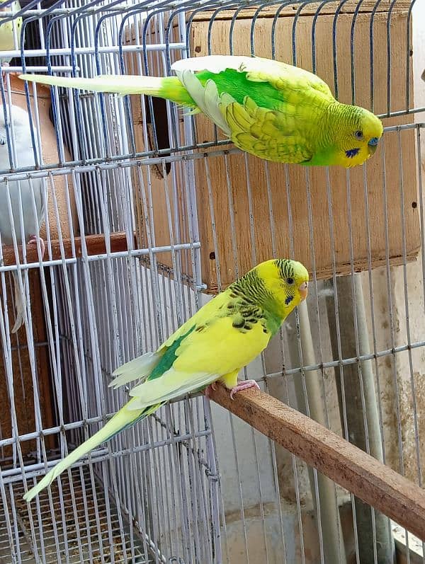 Budgie Pair 0