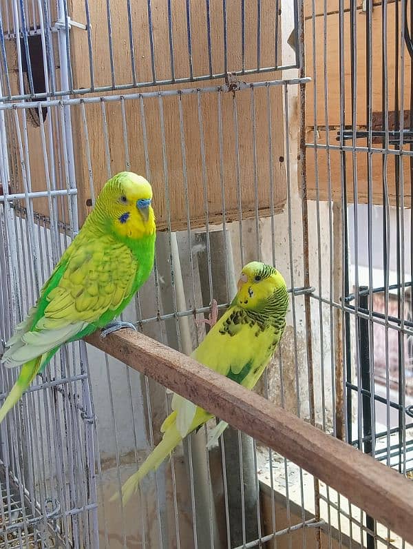 Budgie Pair 1