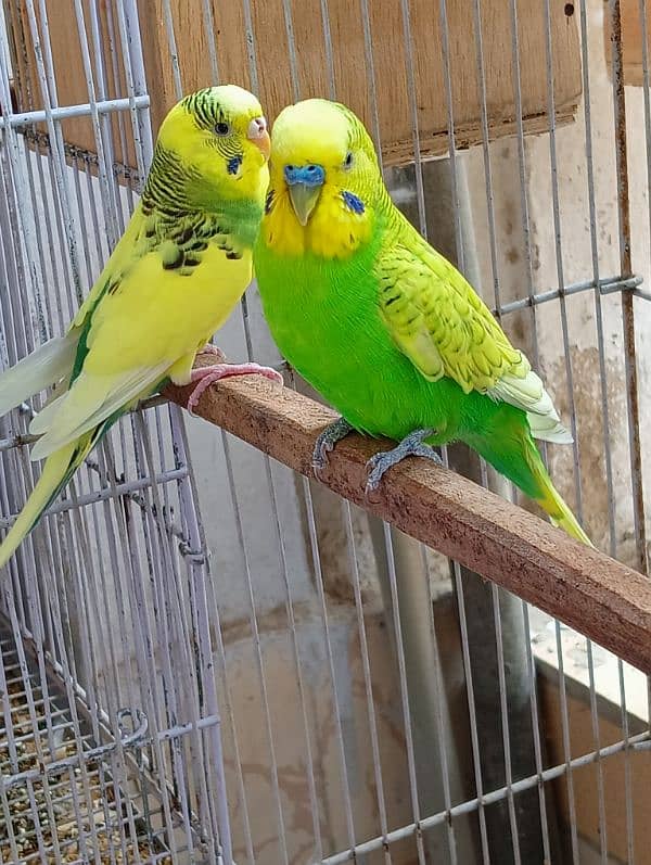 Budgie Pair 2