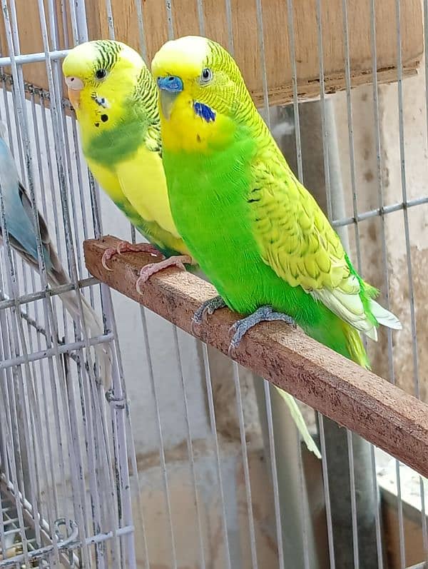 Budgie Pair 3