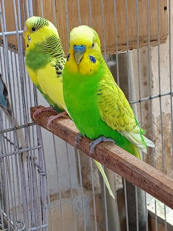 Budgie Pair 4