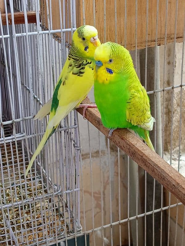 Budgie Pair 5