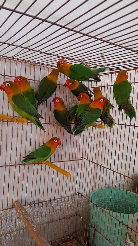 Love Bird All Stock Available 3