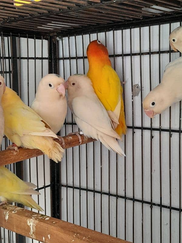 Love Bird All Stock Available 8