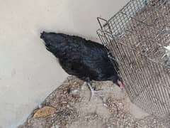 Astrolorp big size Egg laying Hen