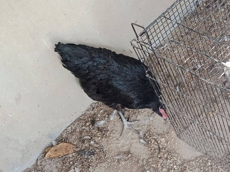 Astrolorp big size Egg laying Hen 0