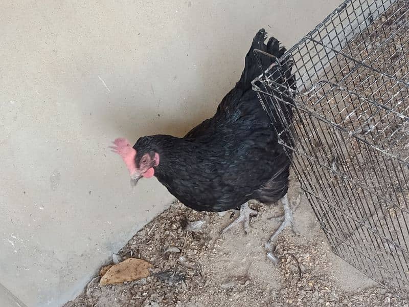 Astrolorp big size Egg laying Hen 1