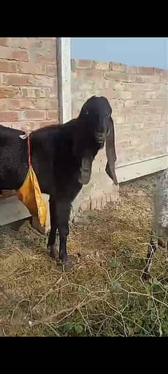 Khoobsurat breader & bakri for sale