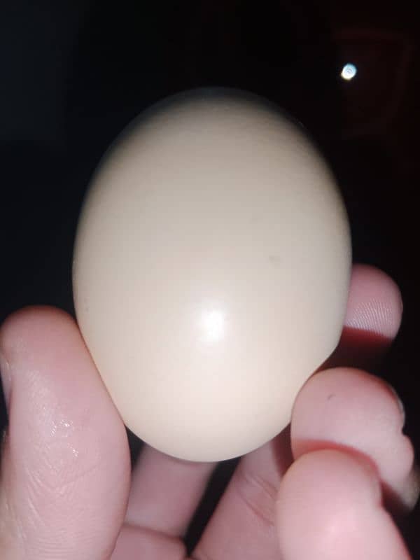 Astrolorp big size Egg laying Hen 3