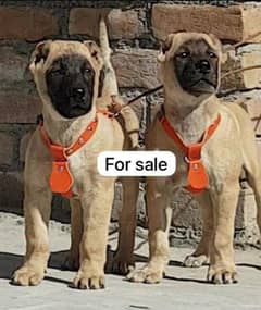 Kurdish kangal pair male female age 3 month havey bone for sale