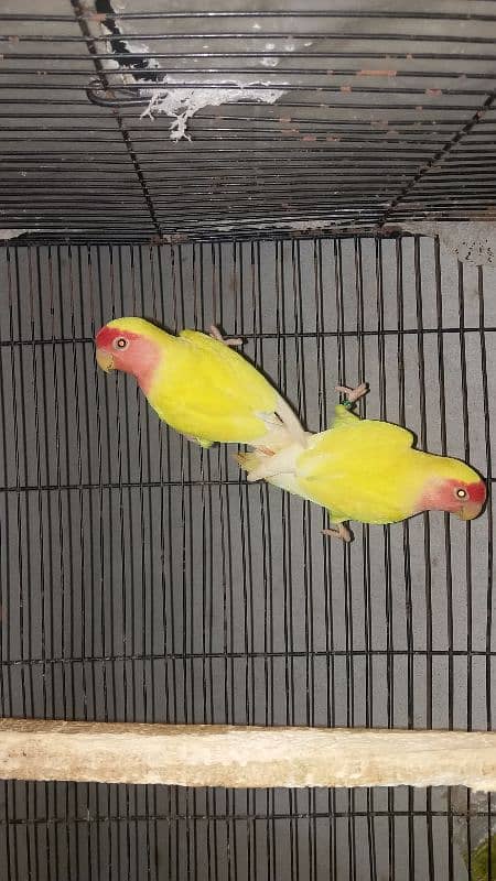 Lovebirds breader pairs or cage for sale 0