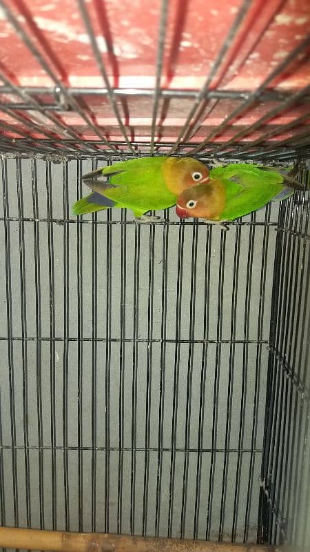 Lovebirds breader pairs or cage for sale 1