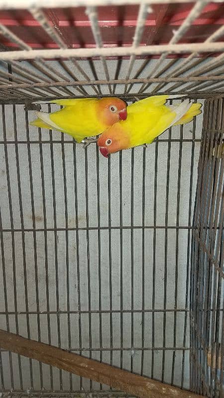 Lovebirds breader pairs or cage for sale 2