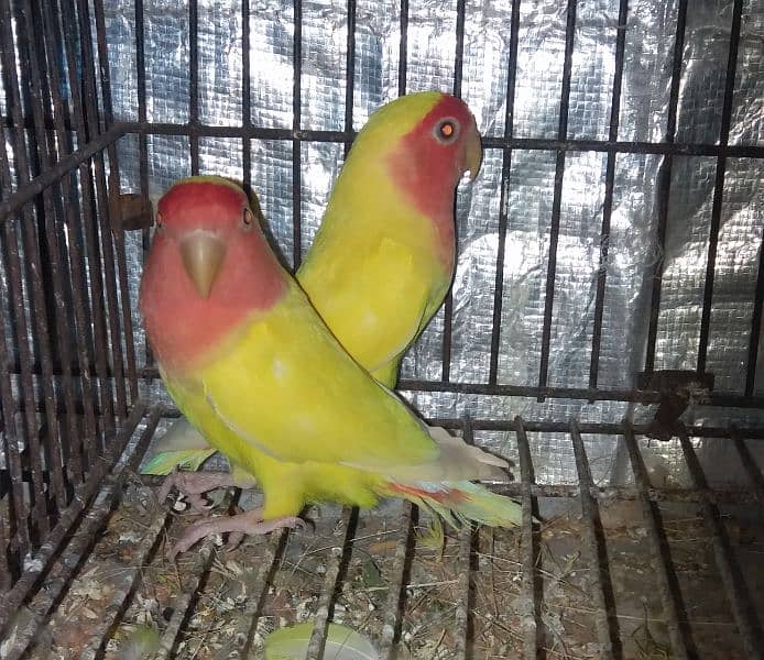 Lovebirds breader pairs or cage for sale 3