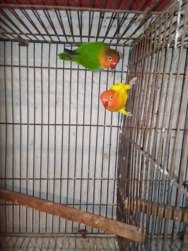 Lovebirds breader pairs or cage for sale 4