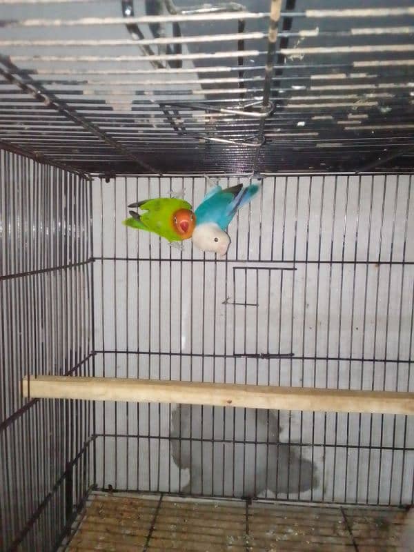 Lovebirds breader pairs or cage for sale 5