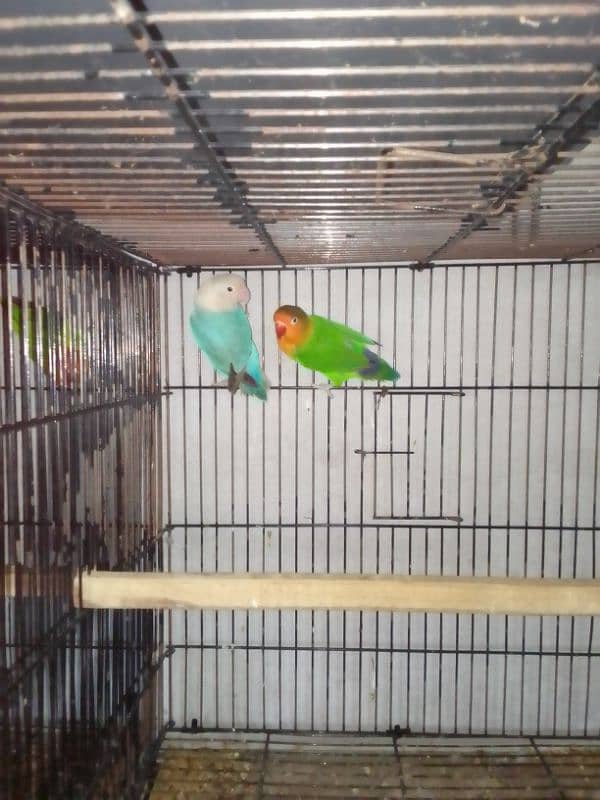 Lovebirds breader pairs or cage for sale 6