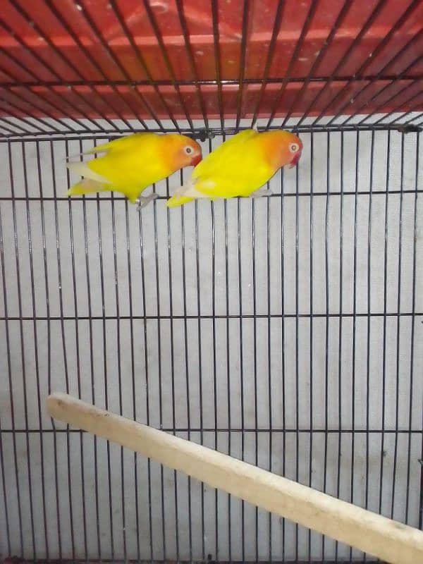 Lovebirds breader pairs or cage for sale 7