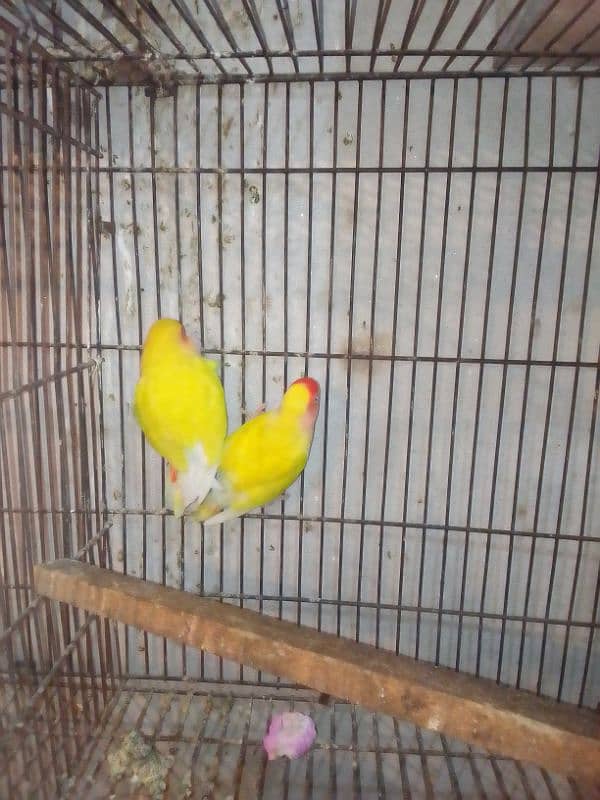 Lovebirds breader pairs or cage for sale 8