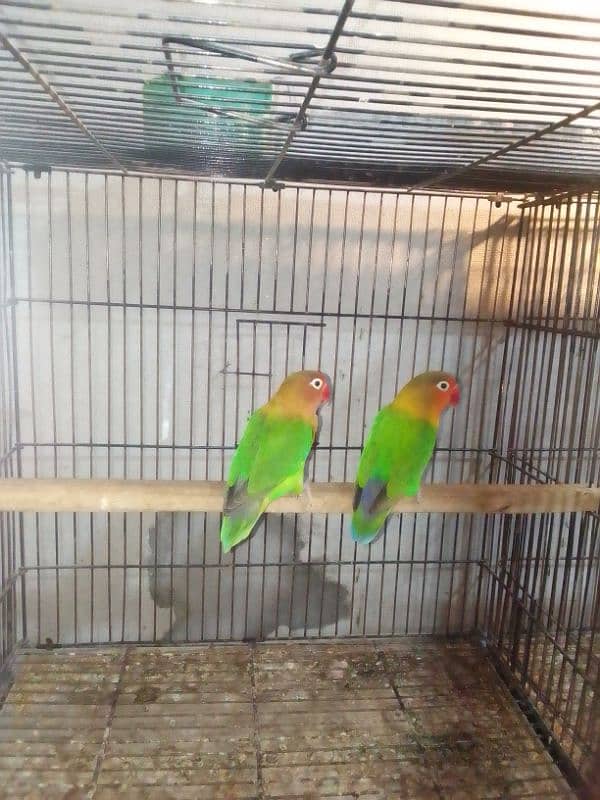 Lovebirds breader pairs or cage for sale 9