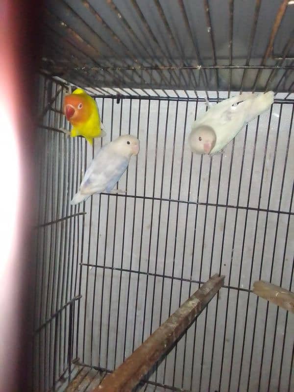 Lovebirds breader pairs or cage for sale 10