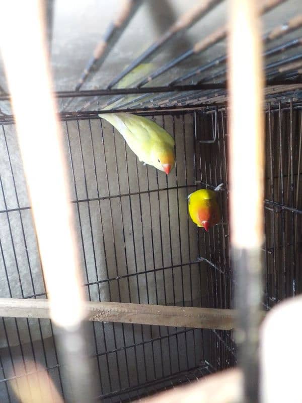 Lovebirds breader pairs or cage for sale 11