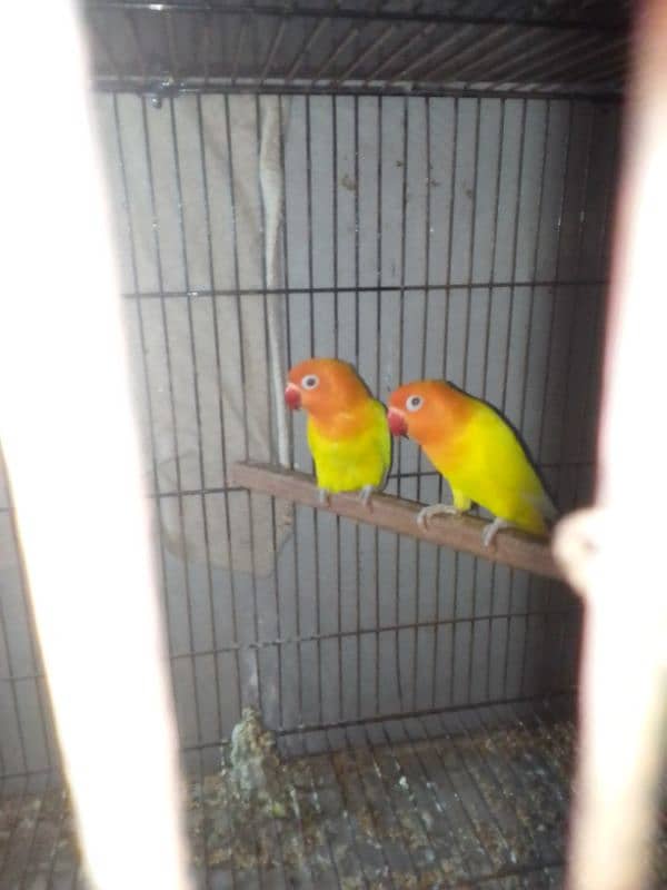 Lovebirds breader pairs or cage for sale 12