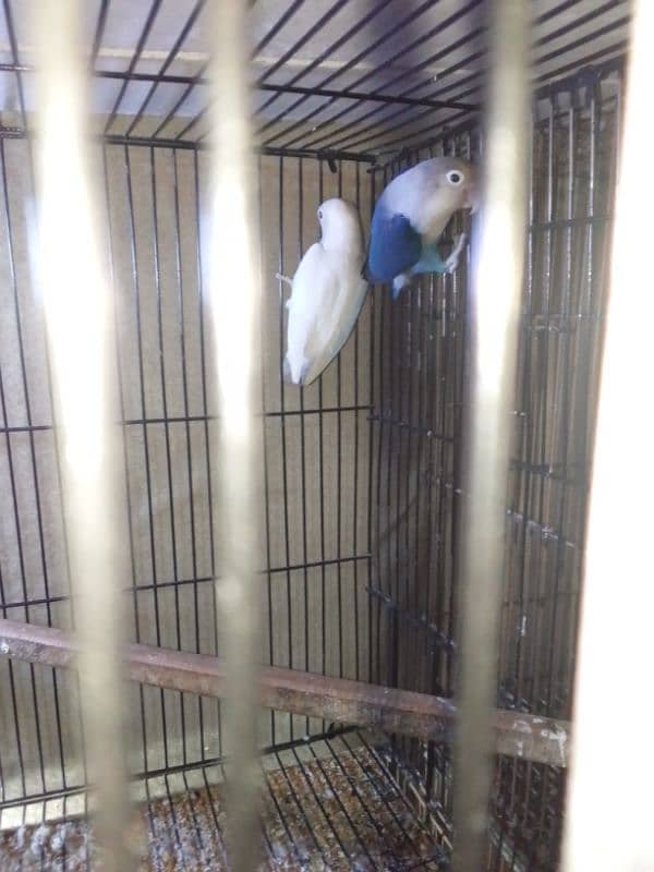 Lovebirds breader pairs or cage for sale 13