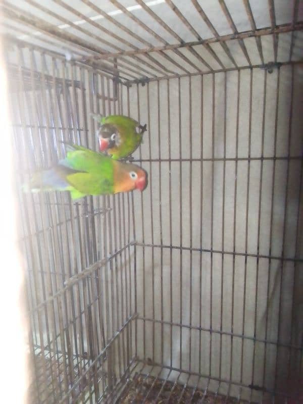 Lovebirds breader pairs or cage for sale 14