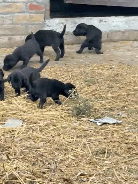 British Labrador 0