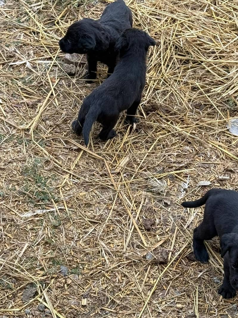 British Labrador 2