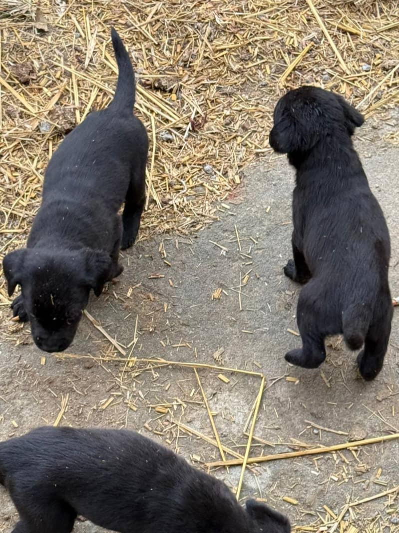 British Labrador 3