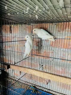 Albino Split Red Eyes Breeder Pair For Sale