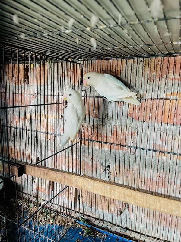 Albino Split Red Eyes Breeder Pair For Sale 0