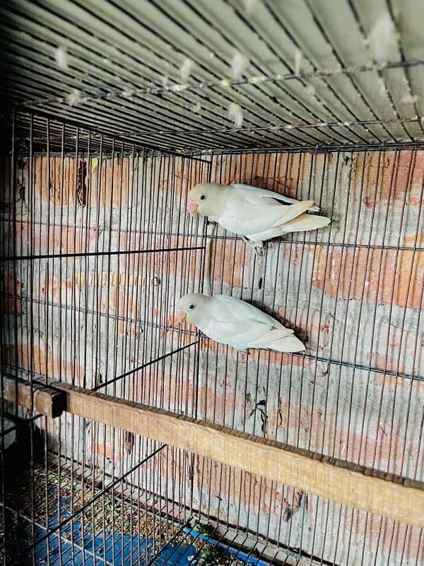 Albino Split Red Eyes Breeder Pair For Sale 1