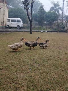 Beautiful Ducks for sale