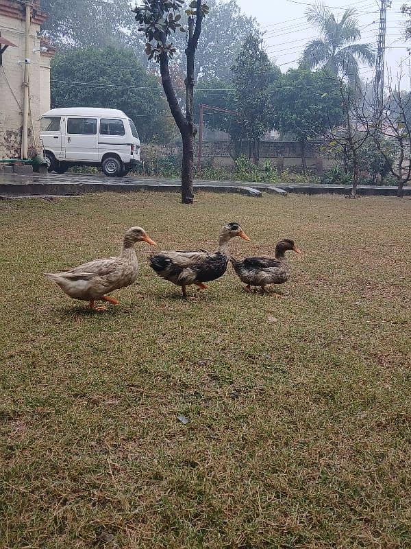 Beautiful Ducks for sale 0