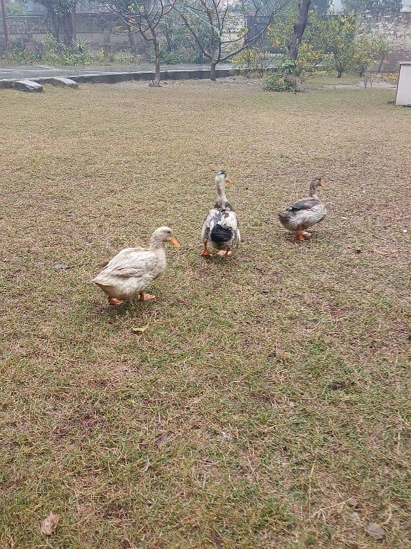 Beautiful Ducks for sale 1