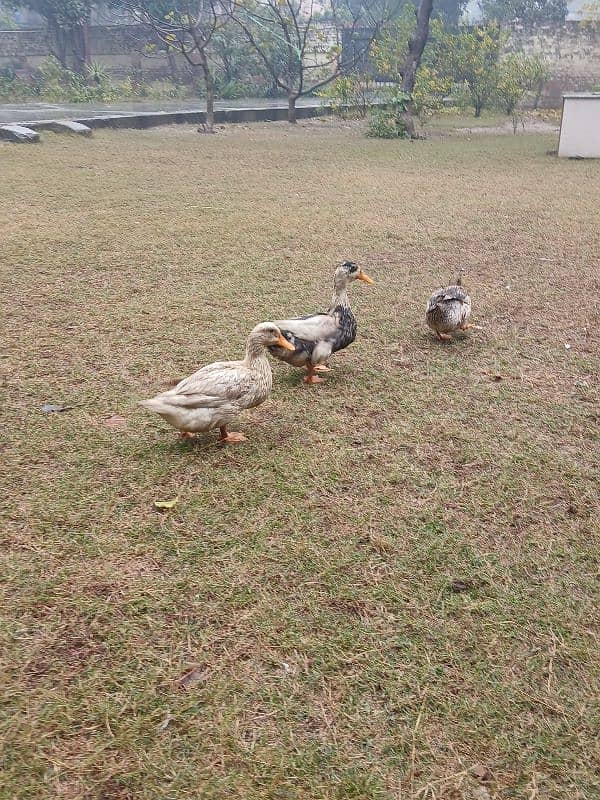 Beautiful Ducks for sale 2