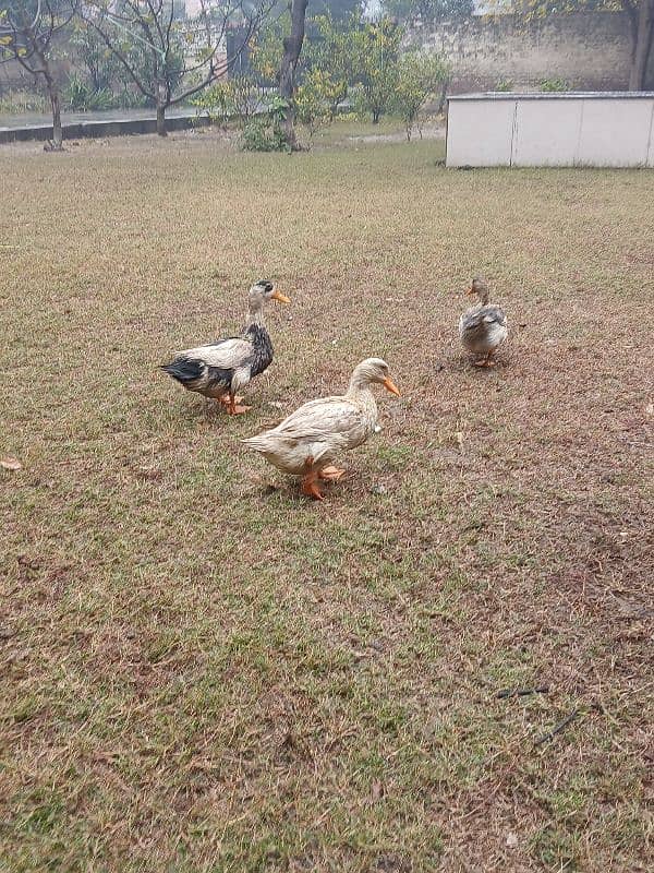 Beautiful Ducks for sale 3