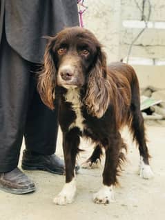 cocker spaniel 8 month