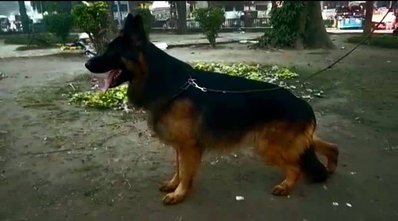 German shepherd male 0