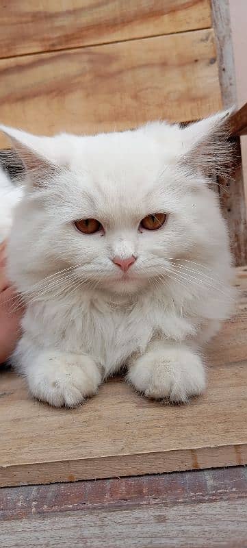 cats persian little cats 0