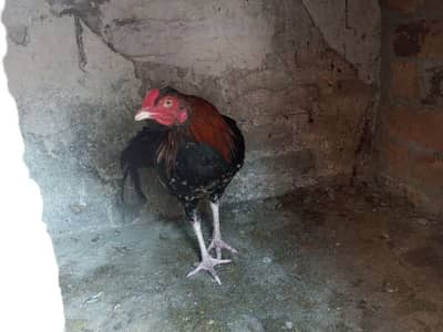 aseel rooster