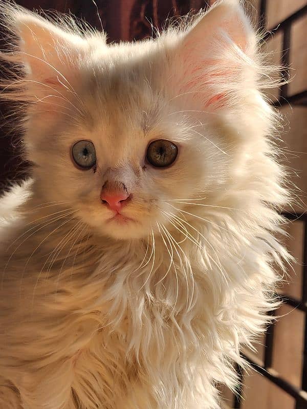 Persian kitten ODD EYES FEMALE 3