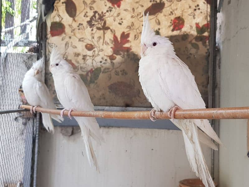 Three females eno cockatiel parrots for sale 2