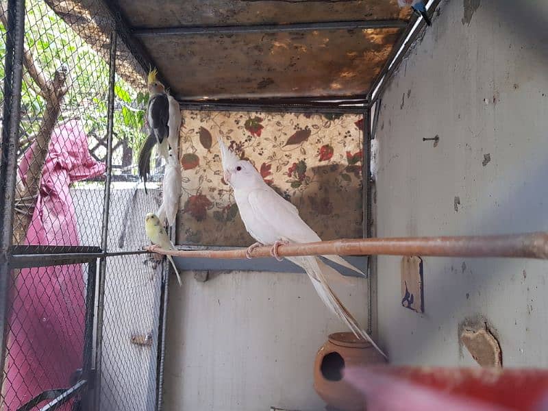 Three females eno cockatiel parrots for sale 3