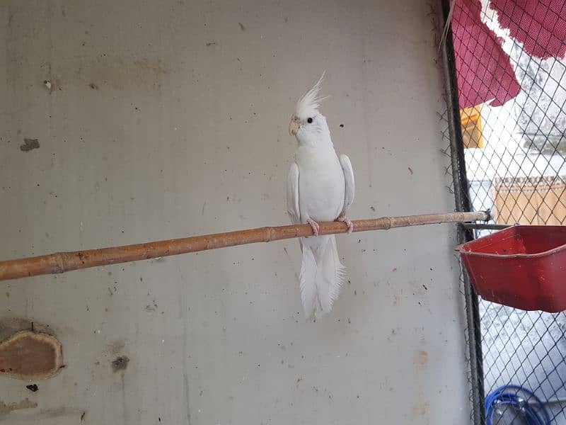 Three females eno cockatiel parrots for sale 1